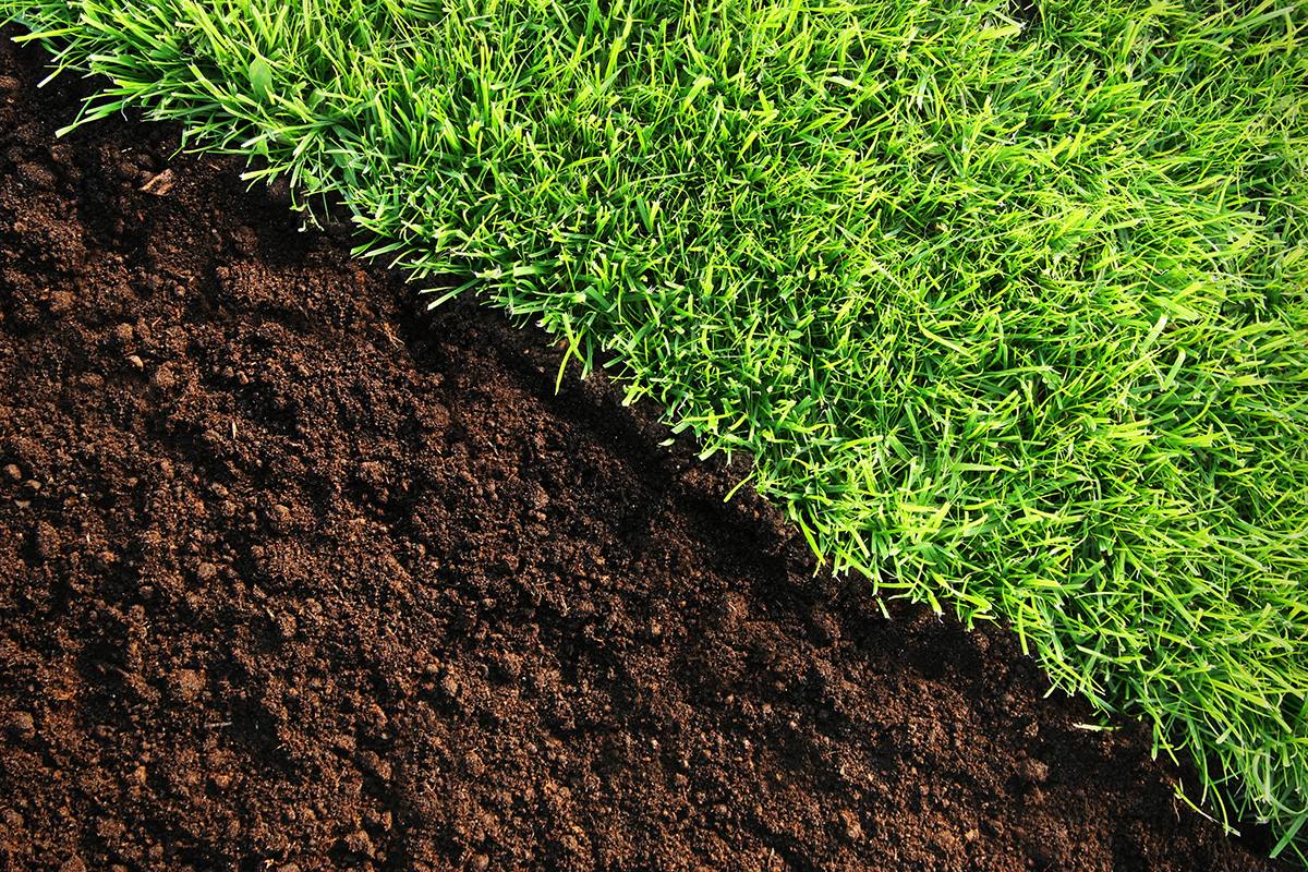 Healthy grass and soil