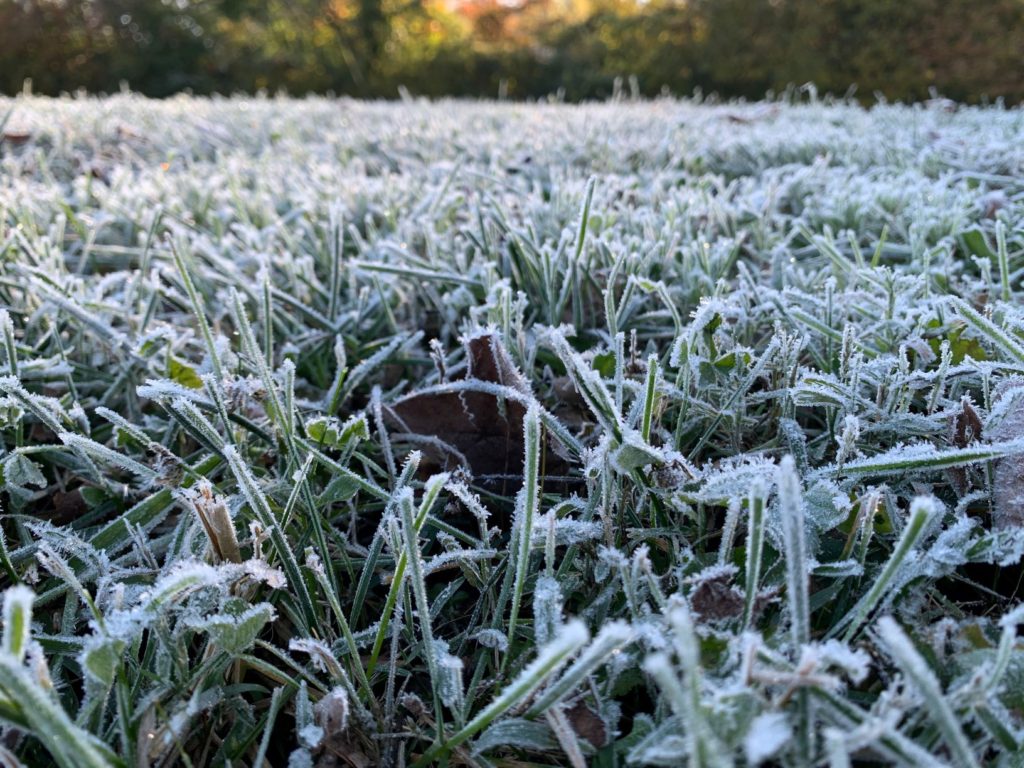 Frost on Grass