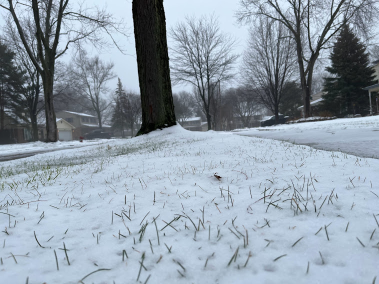 Residential lawn with grass leaves peaking through fresh snowfall.