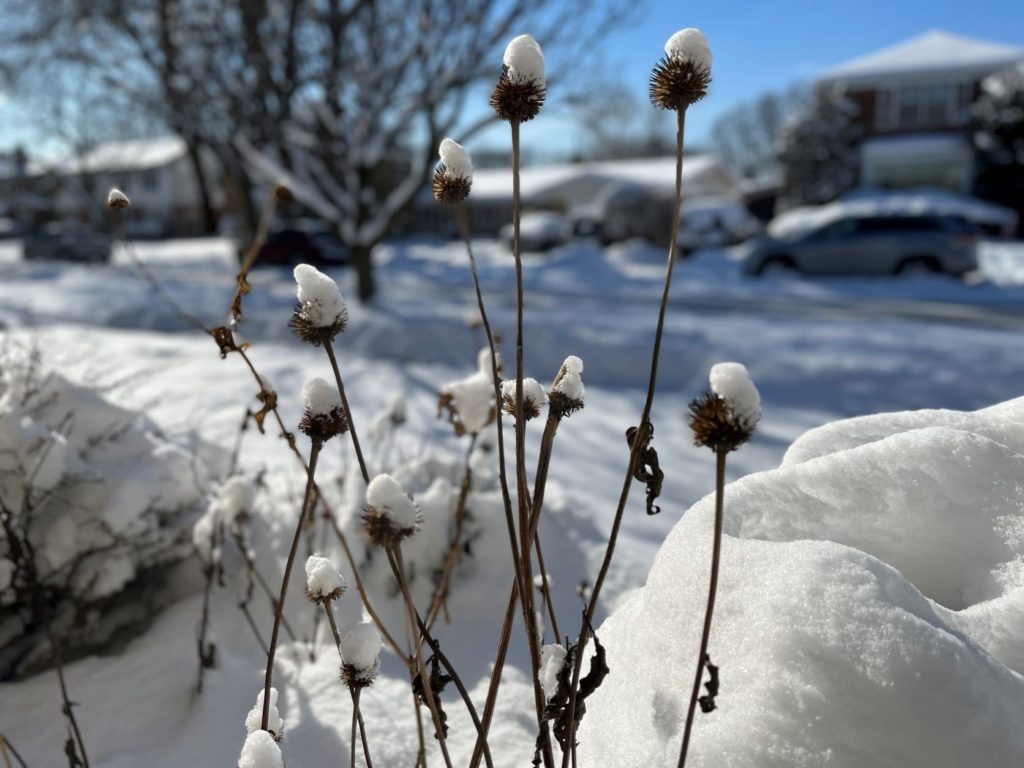 fresh snowfall on coneflowers with snow covered lawn in the background.